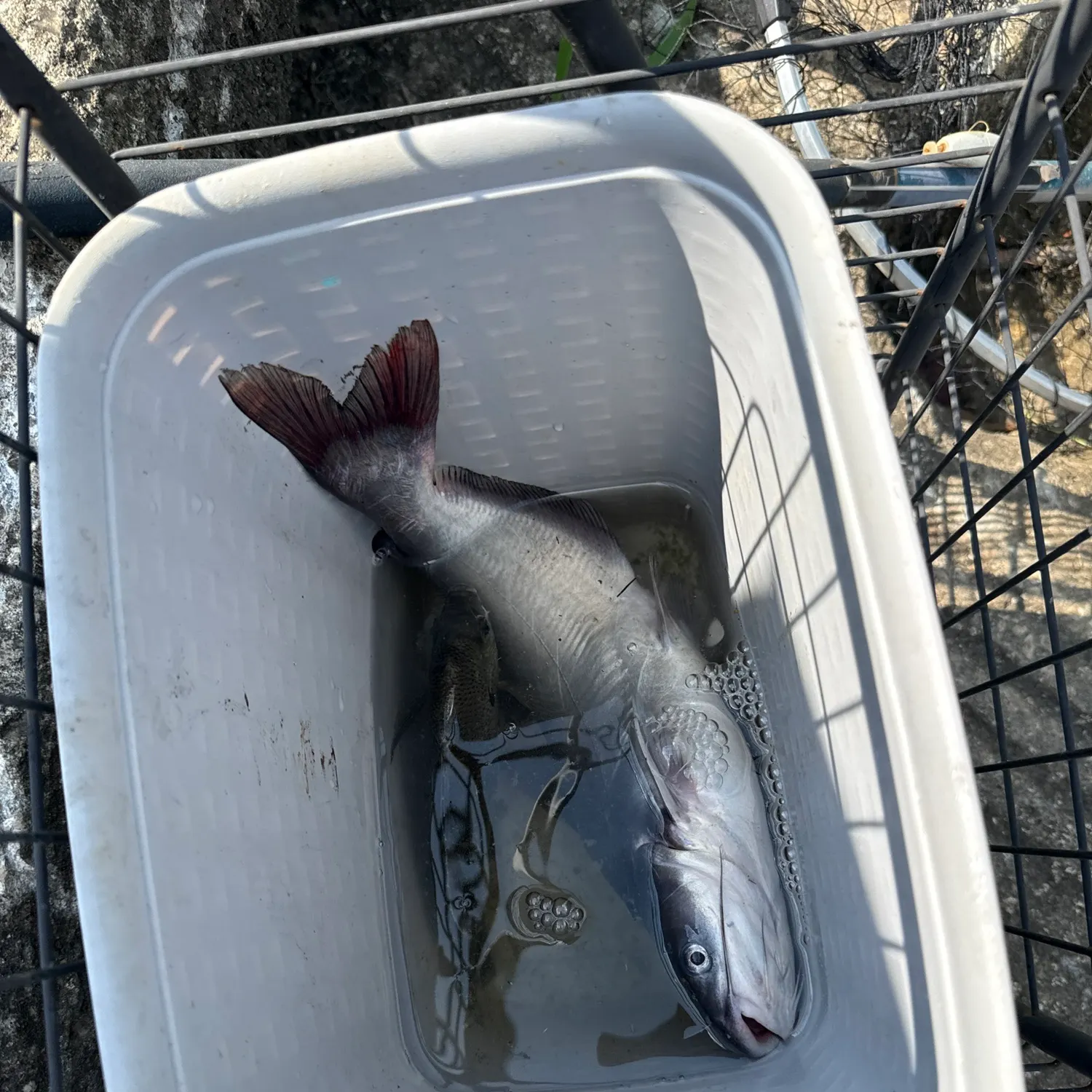 Blue catfish caught on Fishbrain