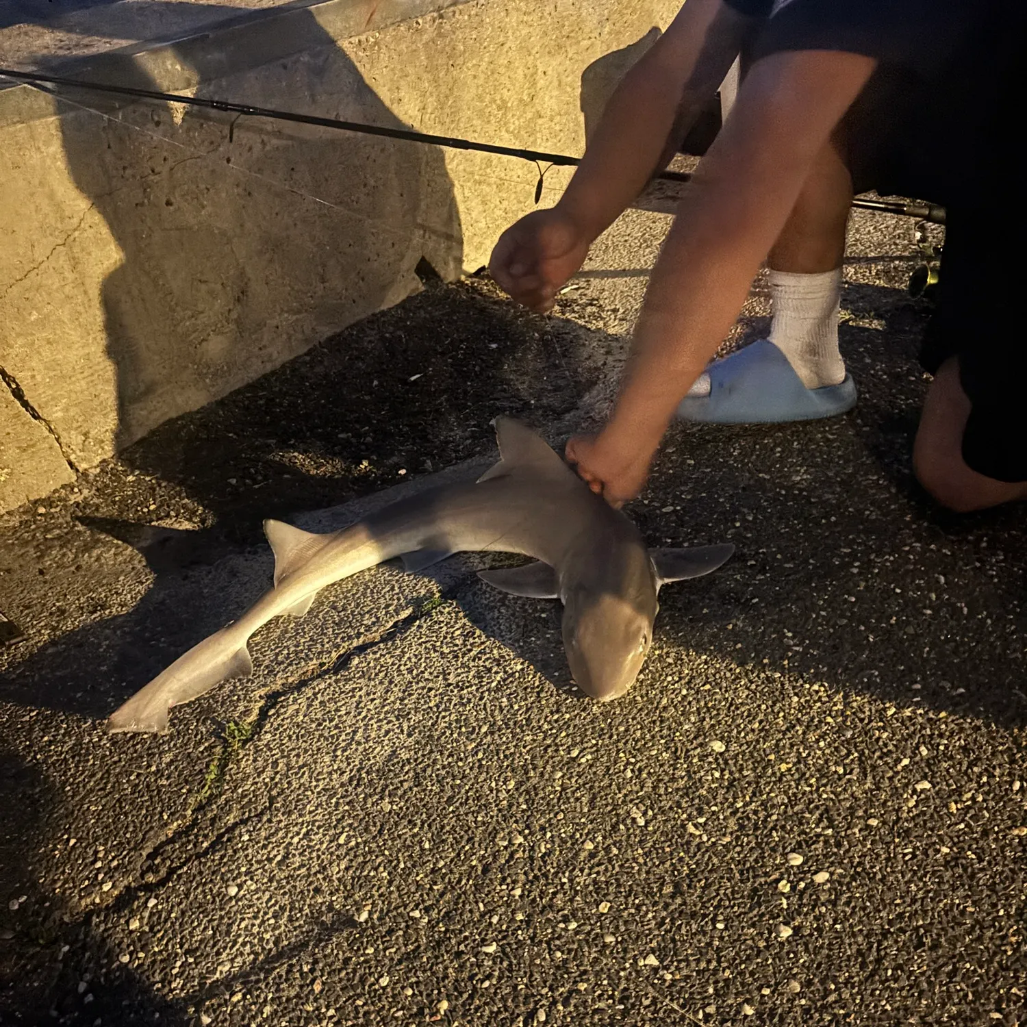 The most recent Piked dogfish catches on Fishbrain
