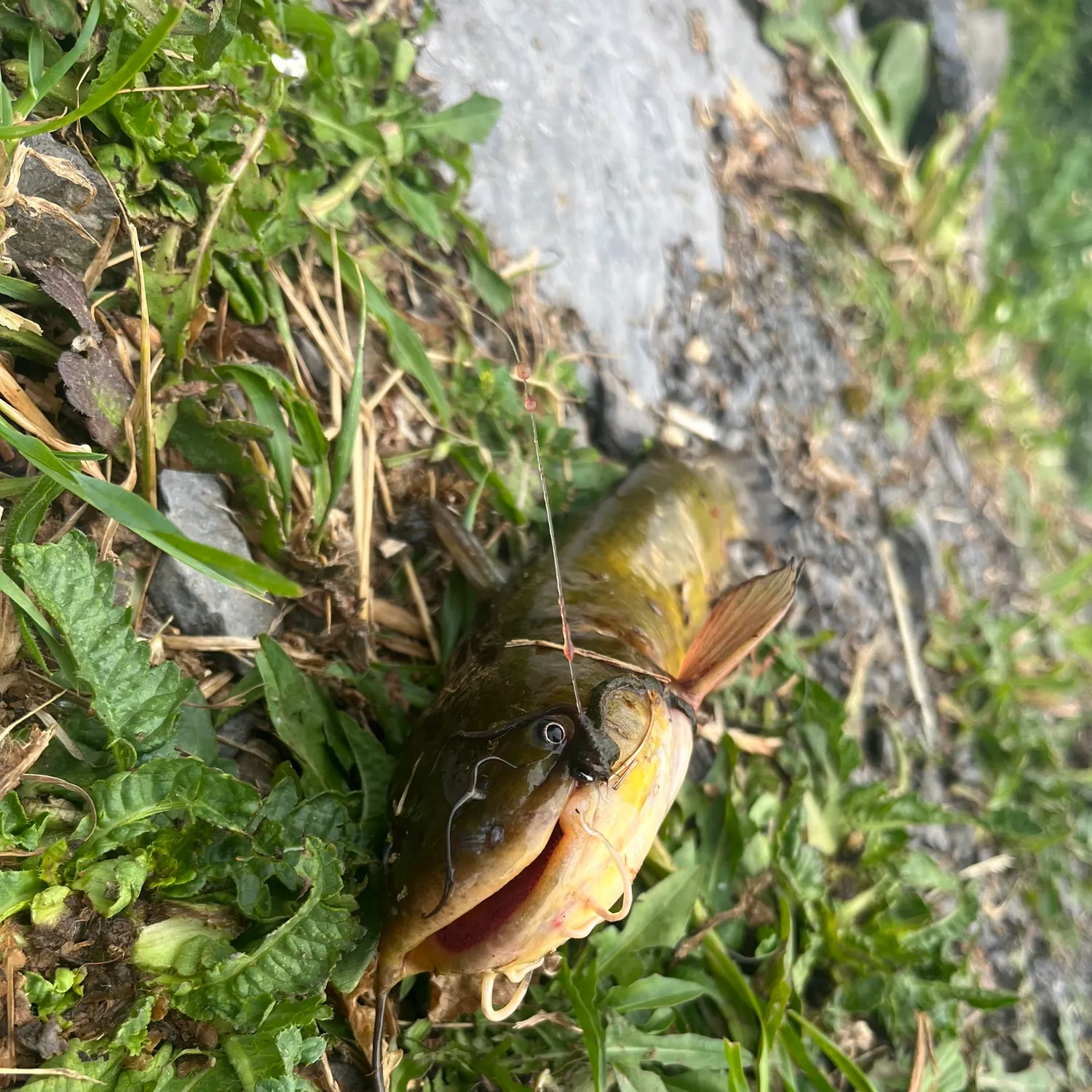catch