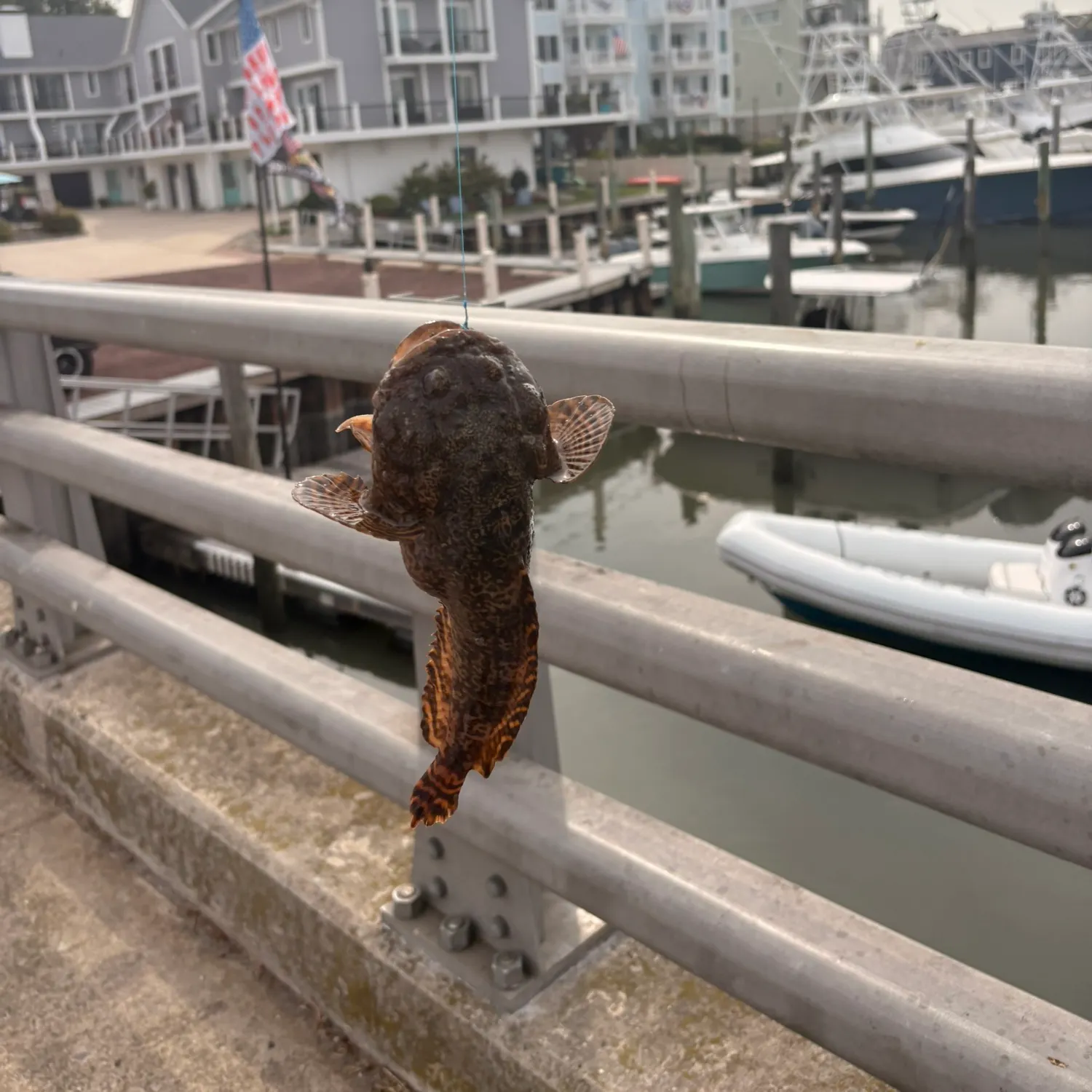 Oyster toadfish caught on Fishbrain