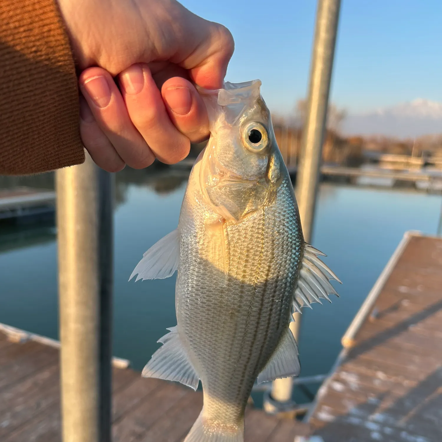 The most recent White bass catches on Fishbrain