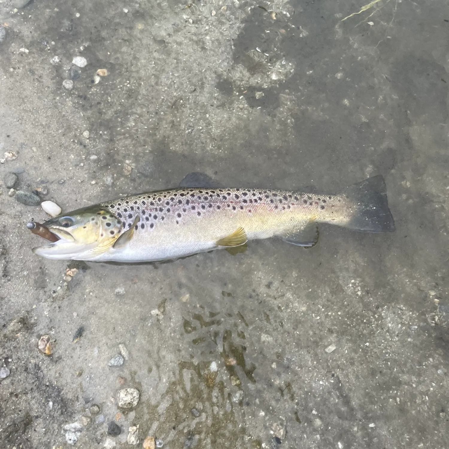 Brown trout caught on Fishbrain