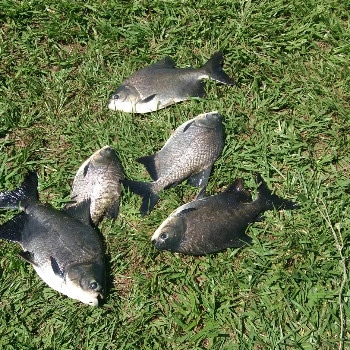 Small-scaled pacu caught on Fishbrain