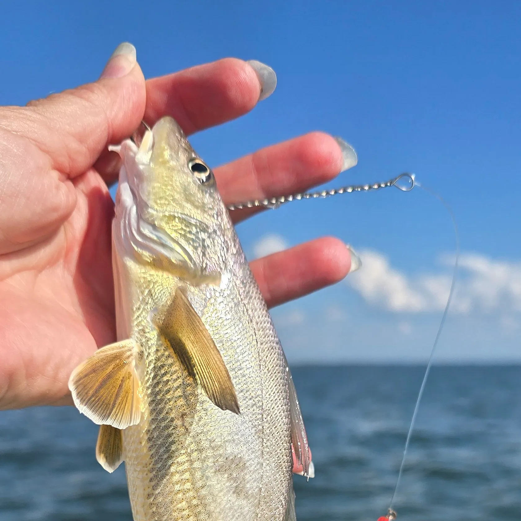 Southern kingcroaker caught on Fishbrain