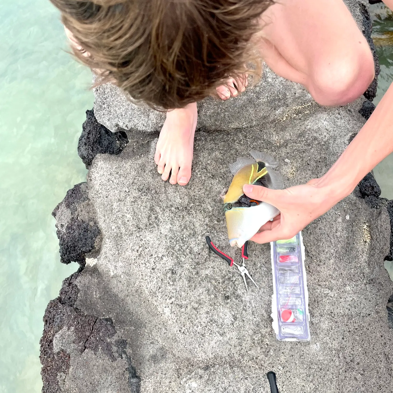 The most recent Wedge-tail triggerfish catches on Fishbrain