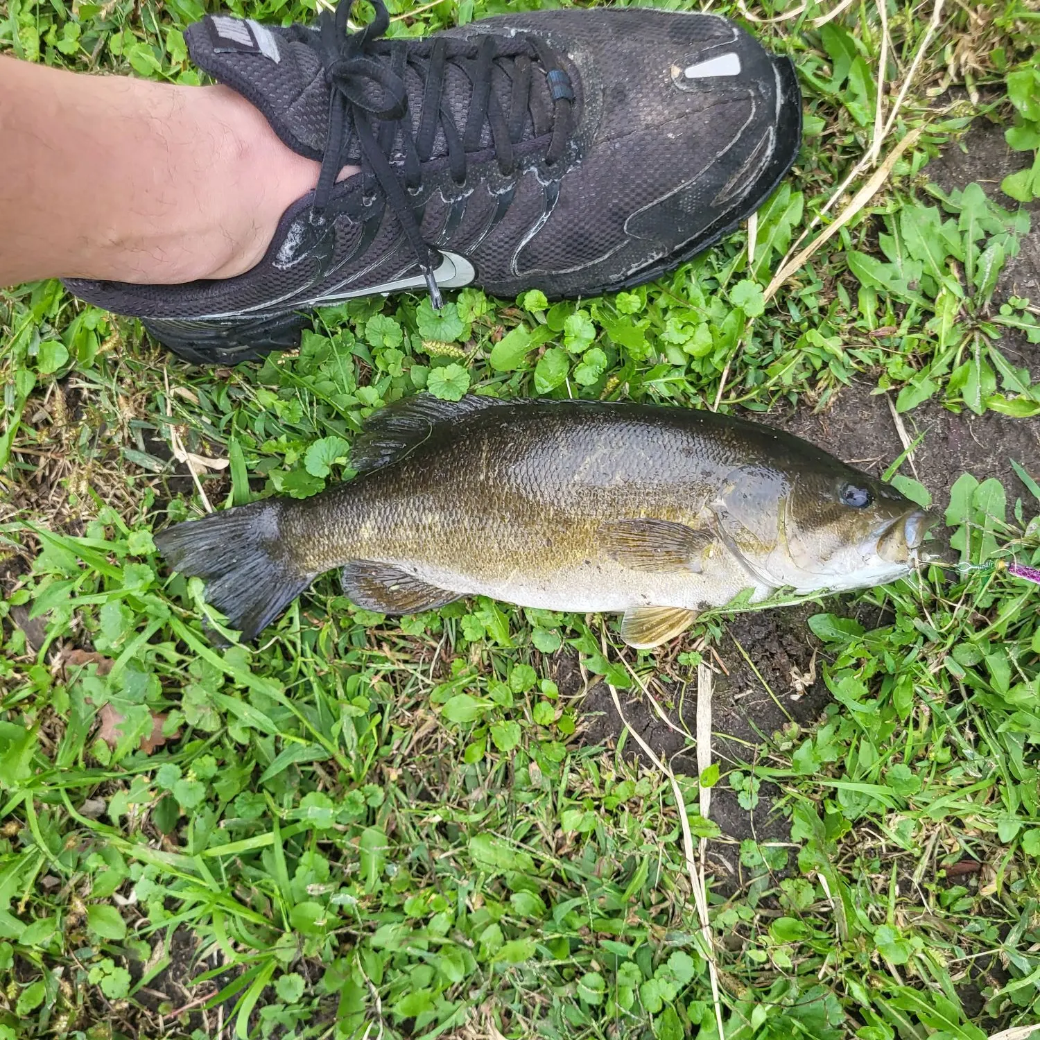 Smallmouth bass caught on Fishbrain
