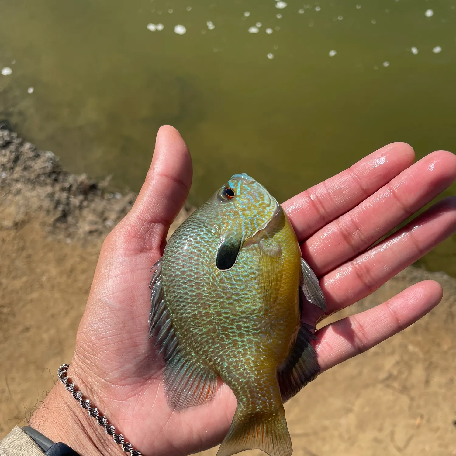 The most recent Wargill hybrid catches on Fishbrain