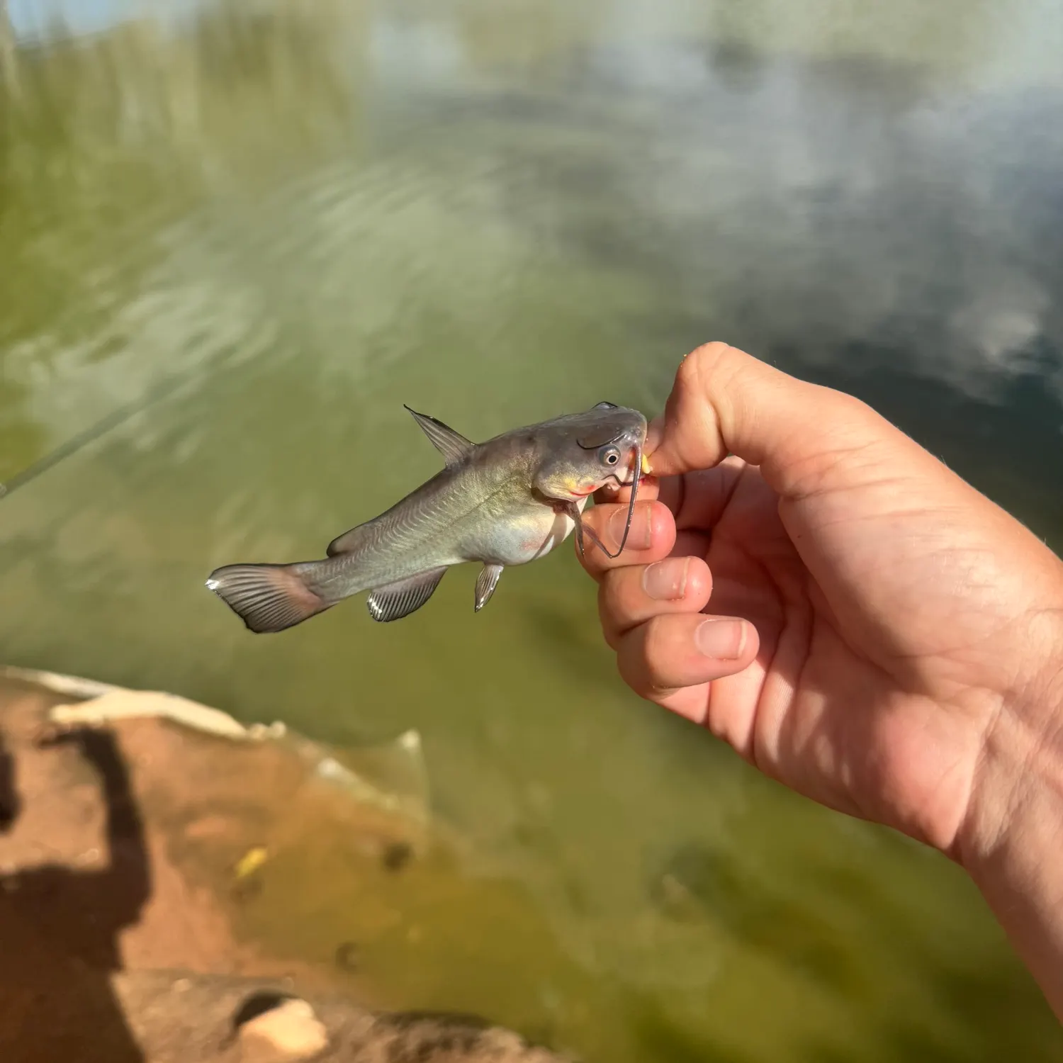 Black bullhead caught on Fishbrain