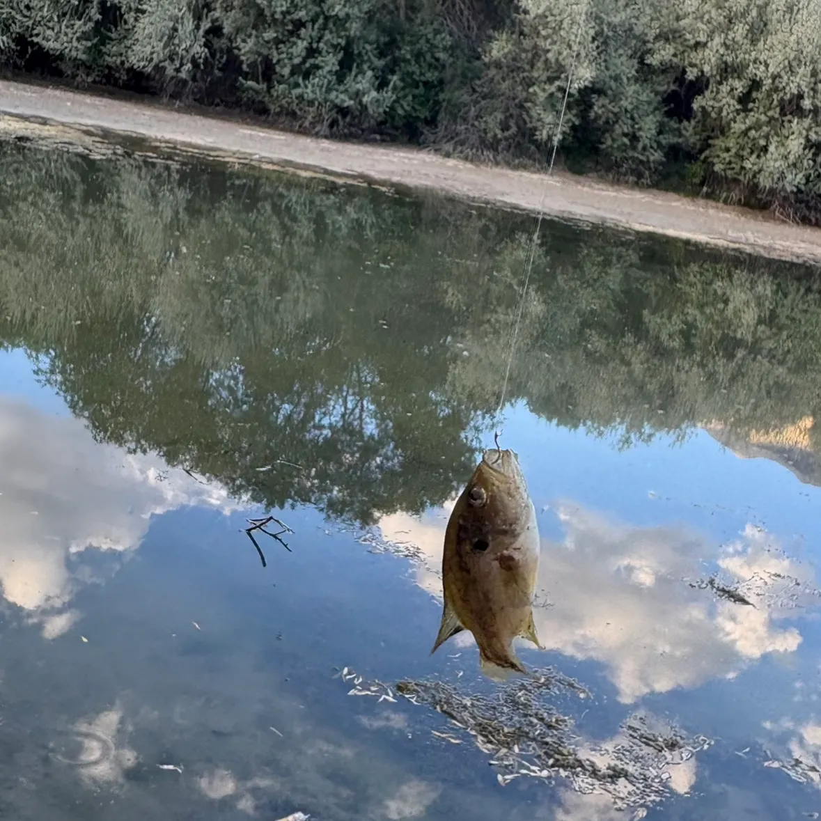 Green sunfish caught on Fishbrain