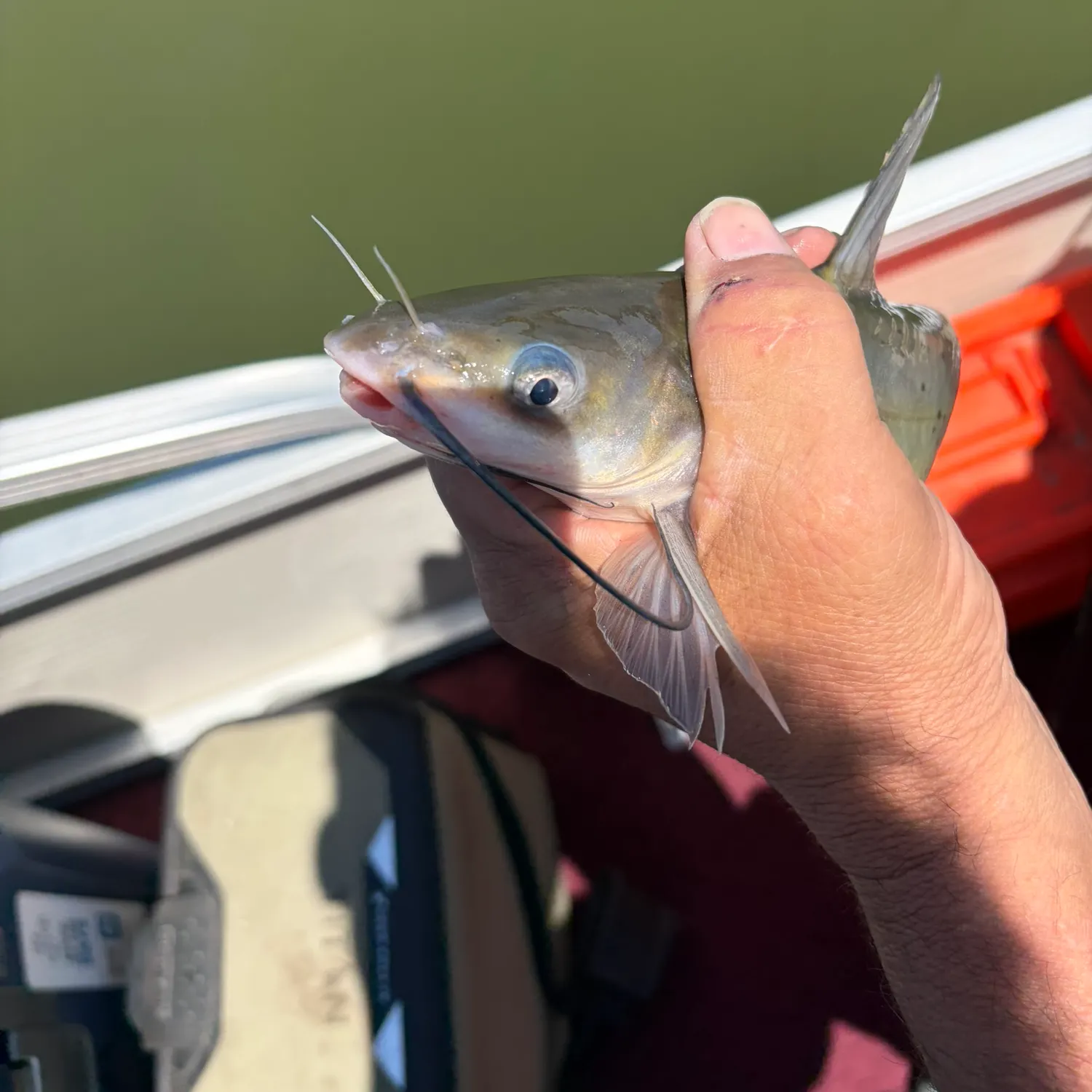 catch
