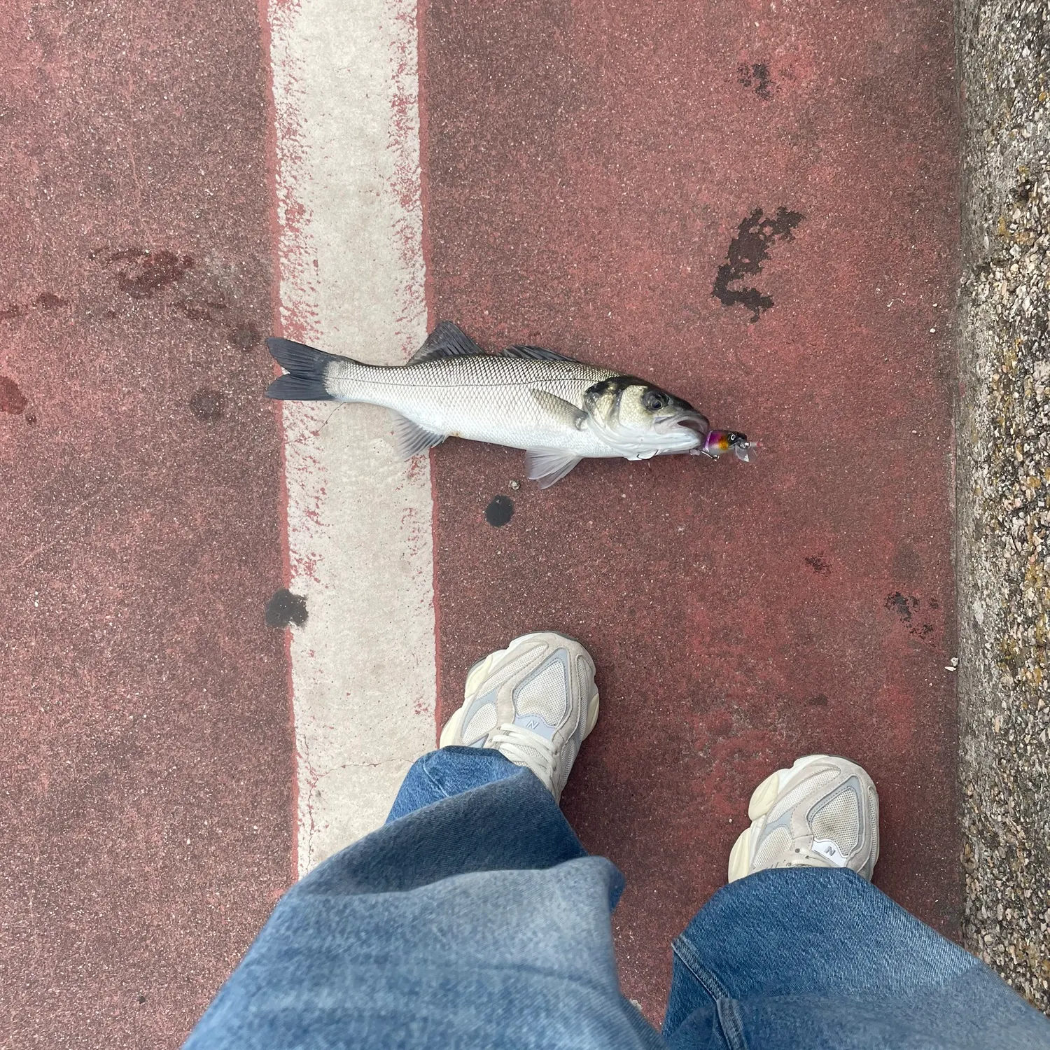 The most recent Spotted seabass catches on Fishbrain
