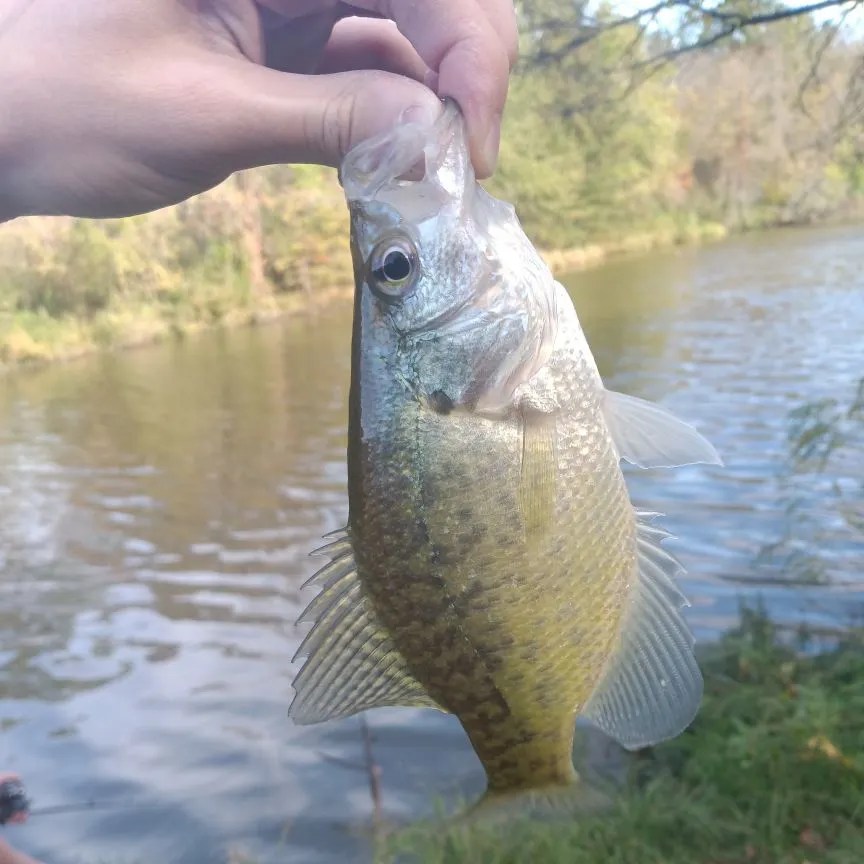 The most recent White crappie catches on Fishbrain