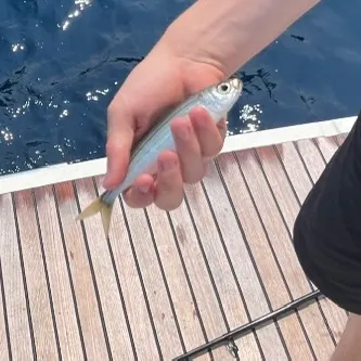 The most recent Bogue catches on Fishbrain
