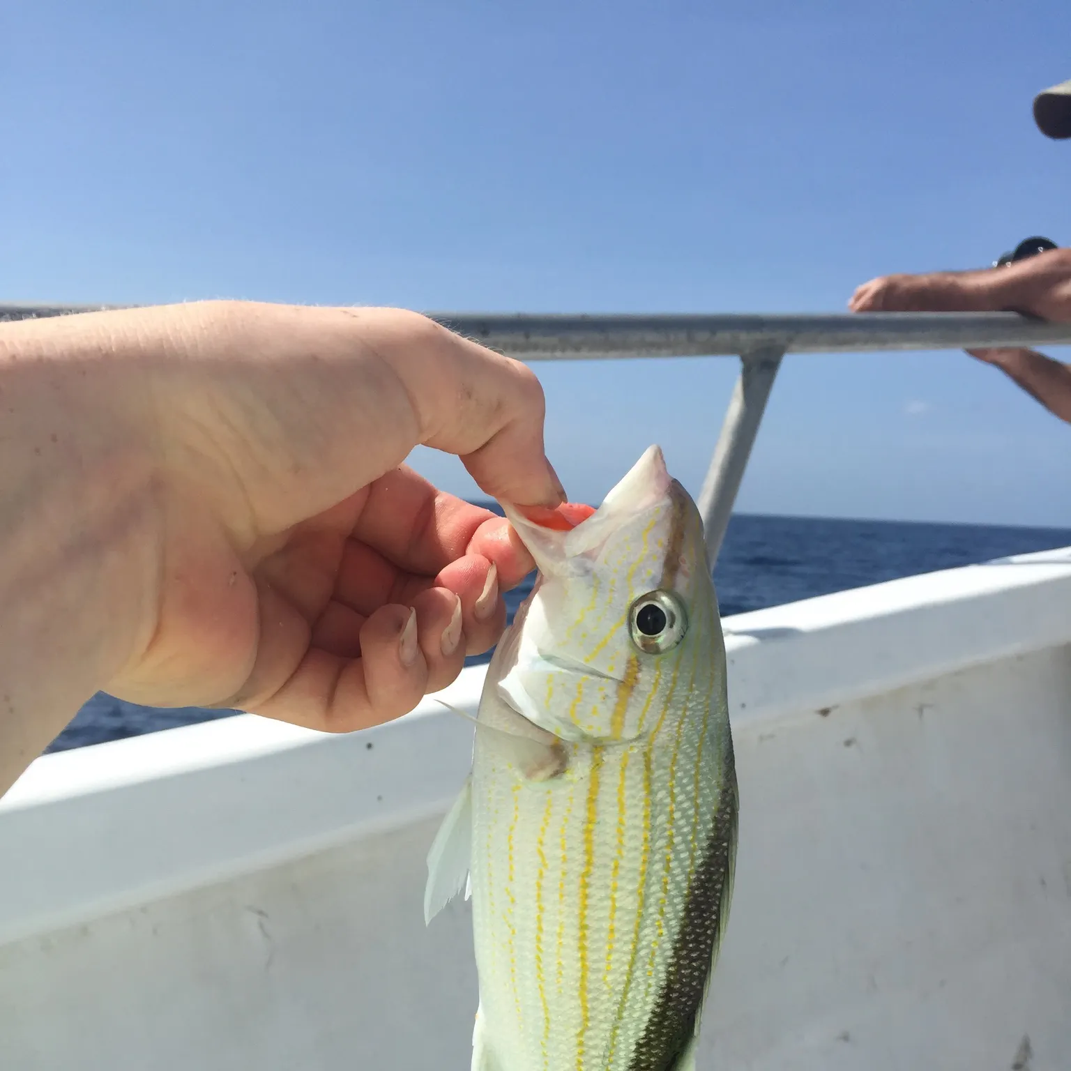 The most recent Cottonwick grunt catches on Fishbrain