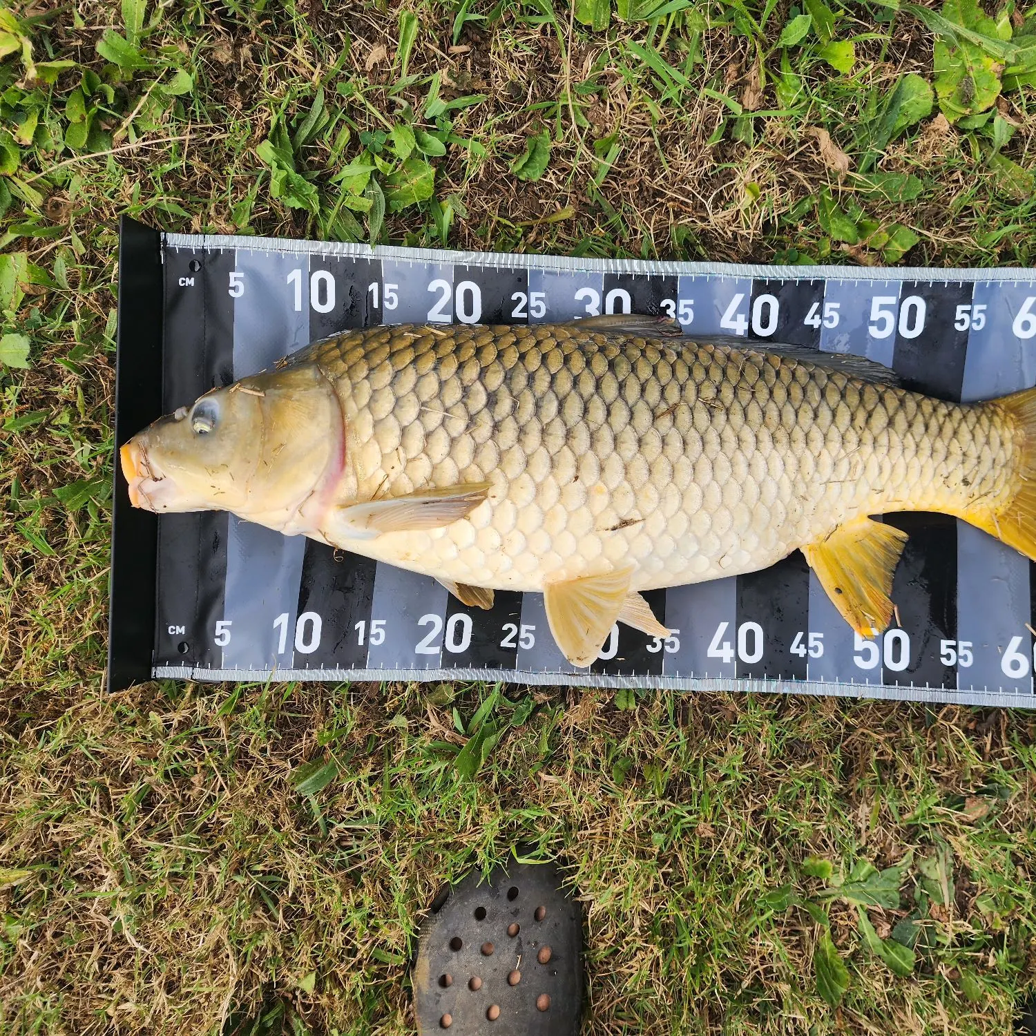 Common carp caught on Fishbrain