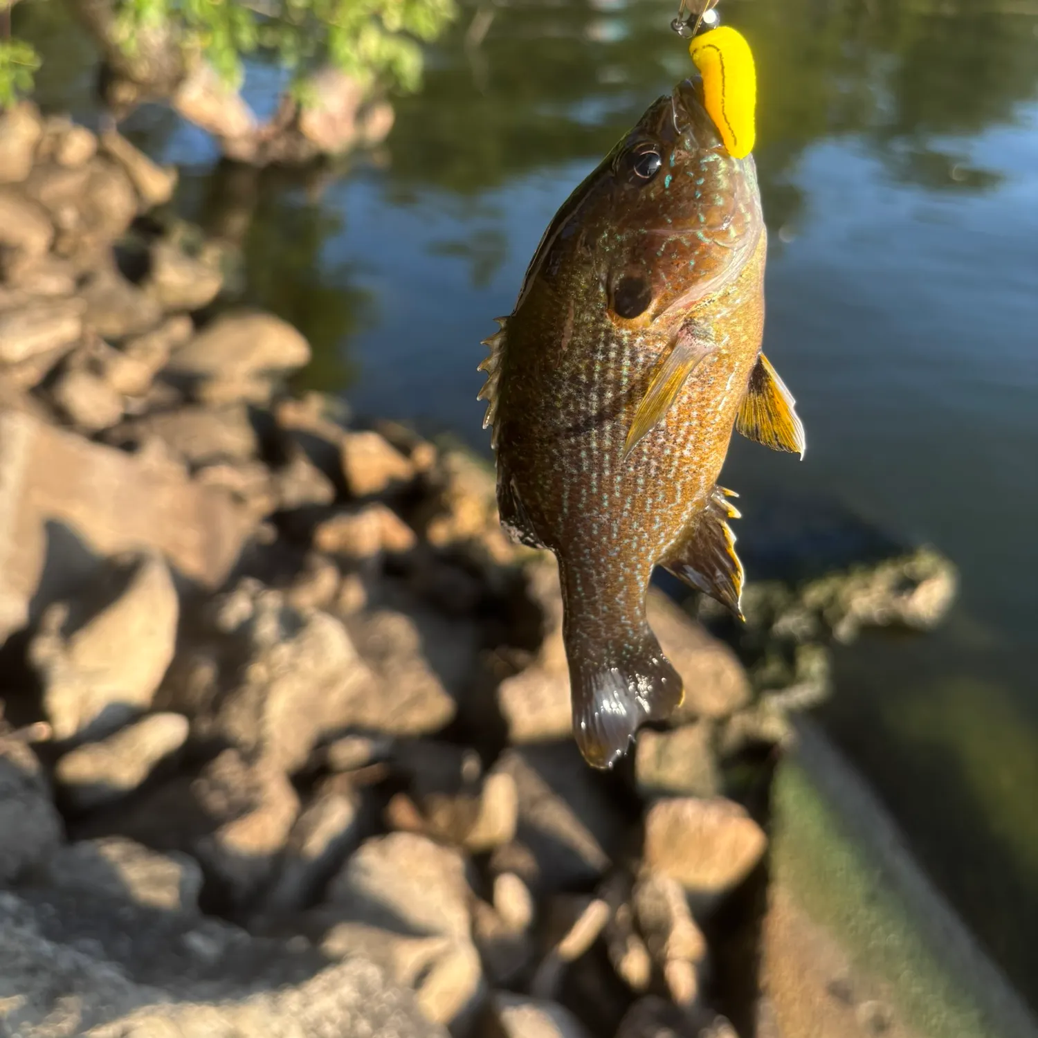 Green sunfish caught on Fishbrain