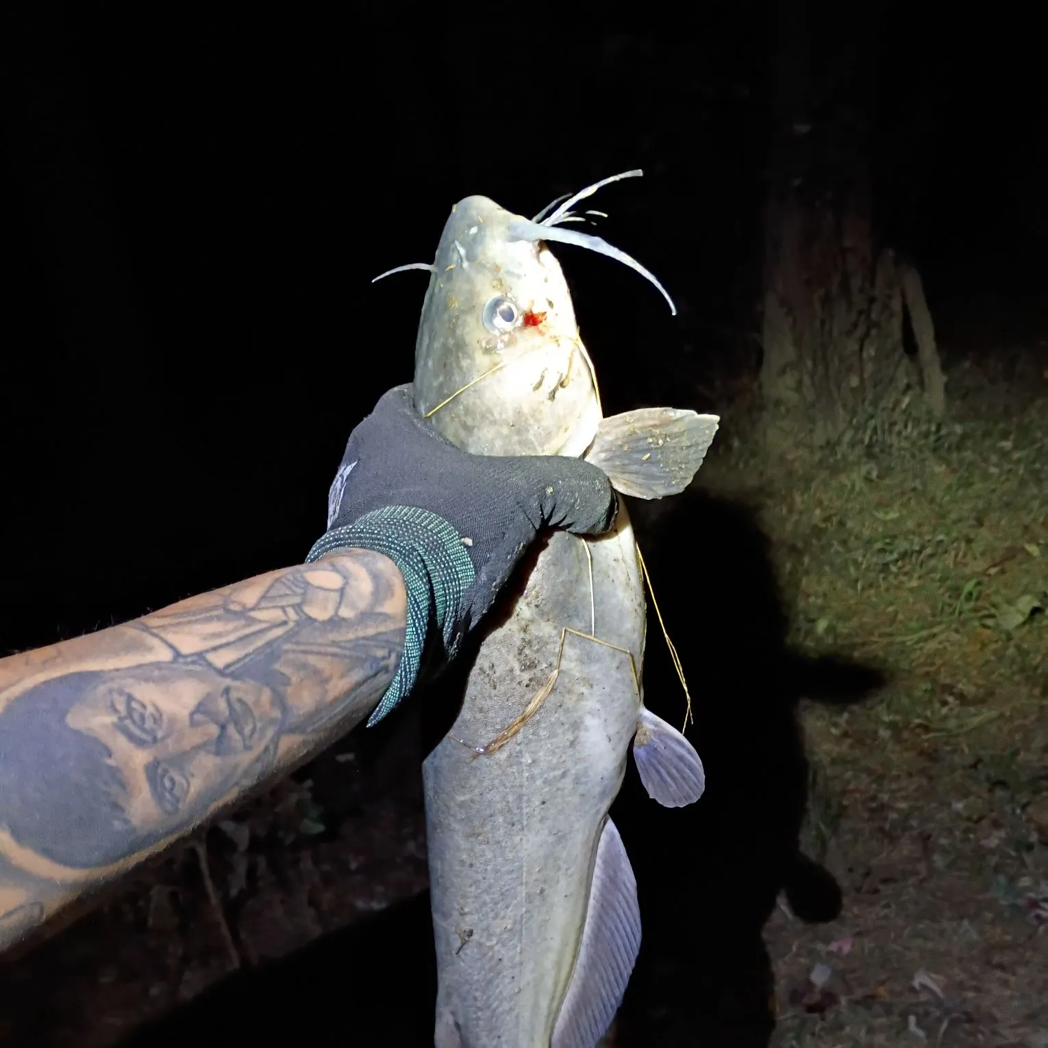 Channel catfish caught on Fishbrain