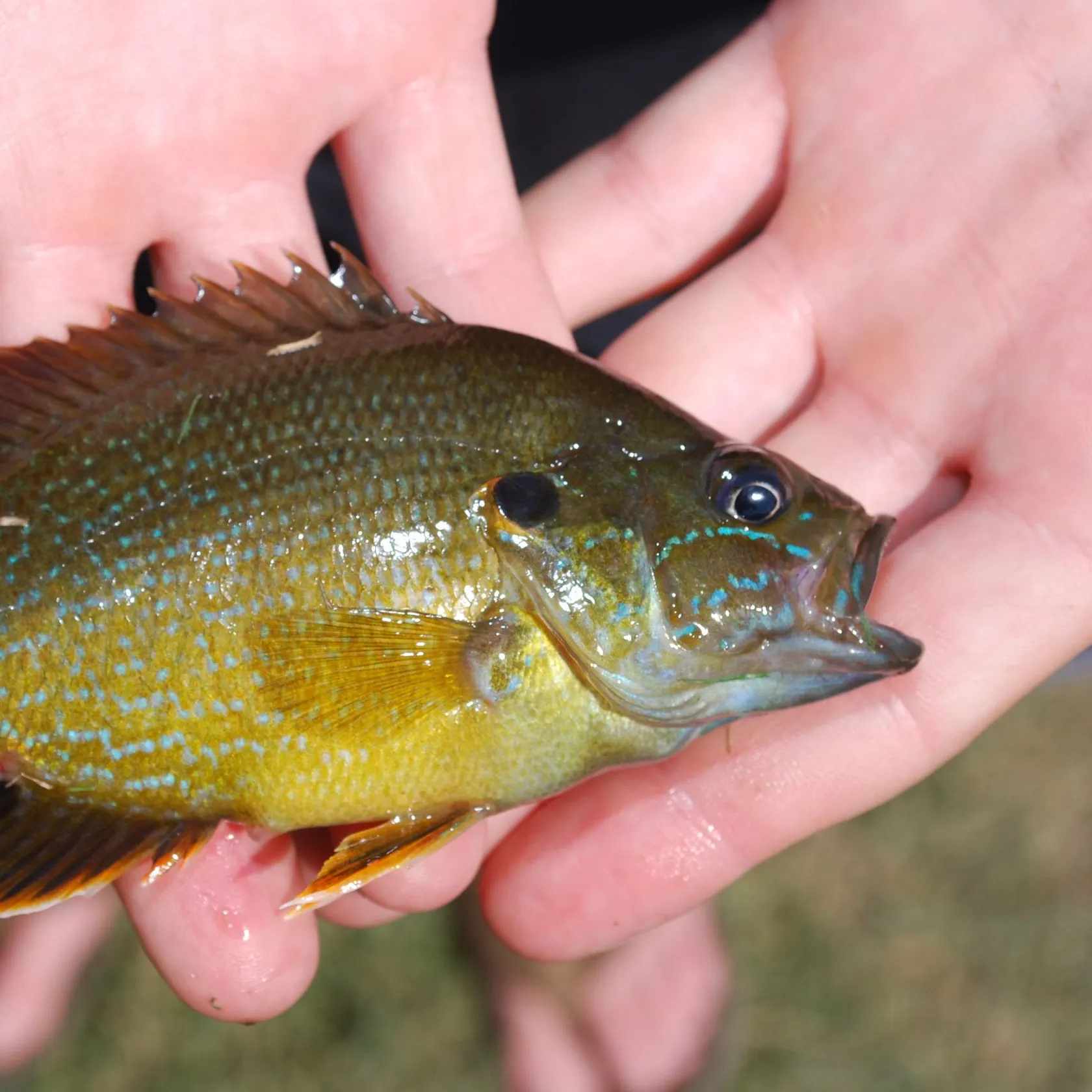 Green sunfish caught on Fishbrain