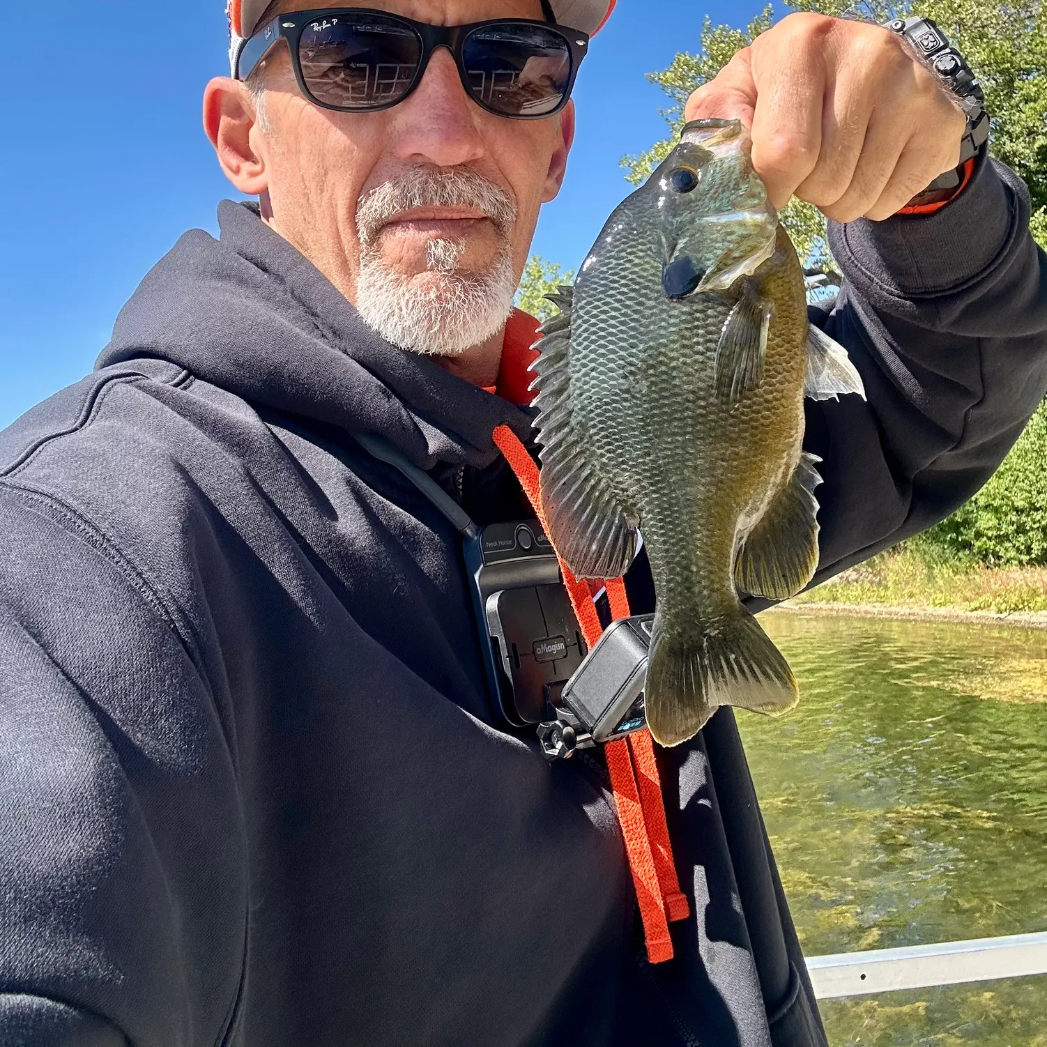Greengill hybrid caught on Fishbrain