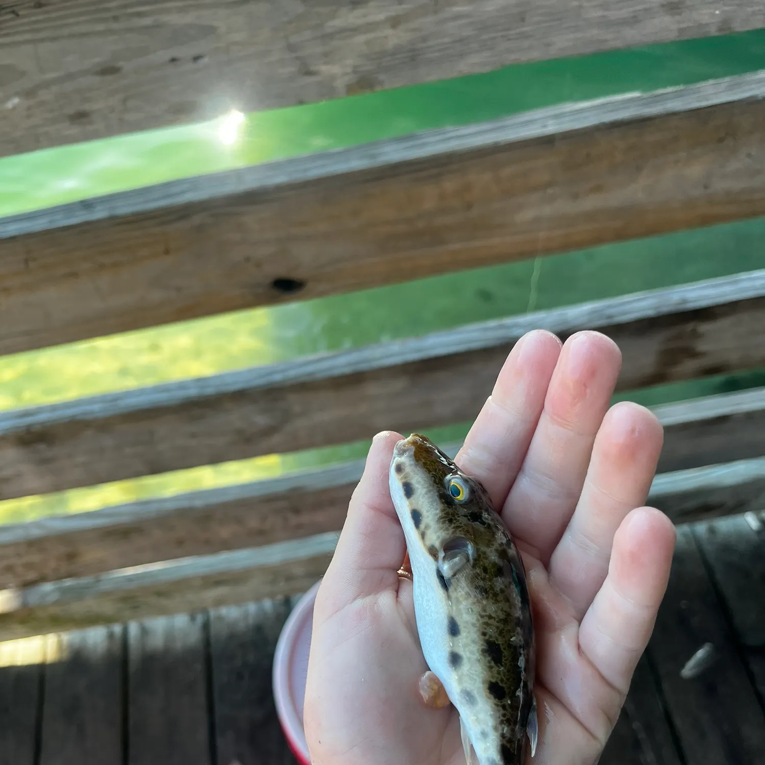 The most recent Milkspotted puffer catches on Fishbrain