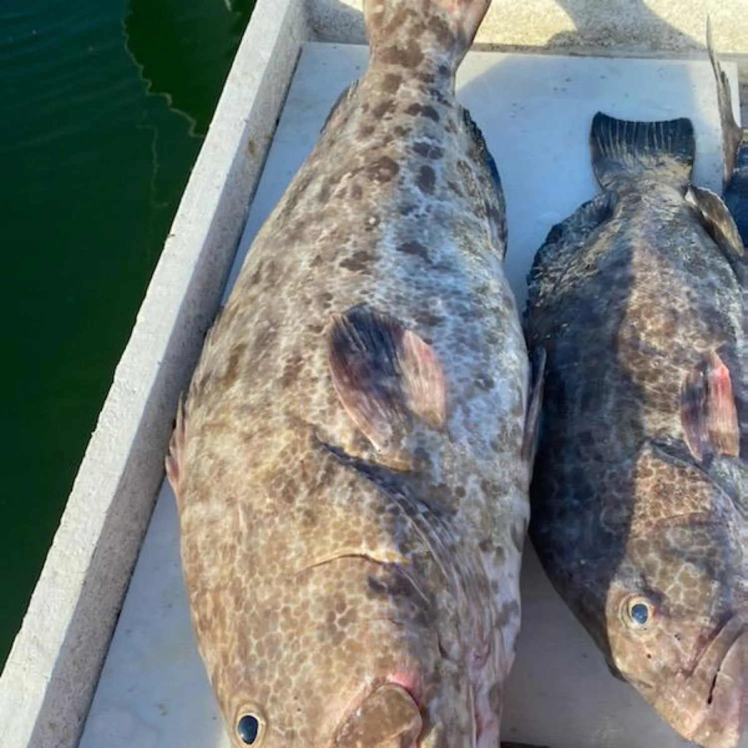 The most recent Black grouper catches on Fishbrain