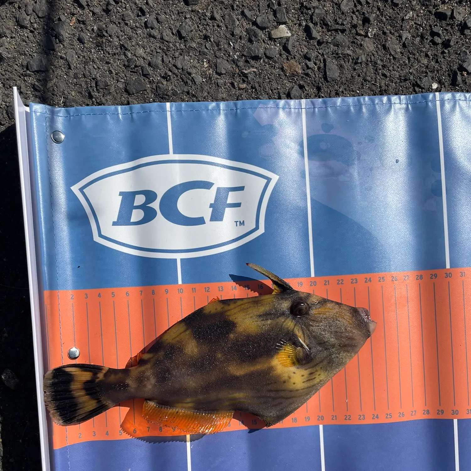 The most recent Yellowfin leatherjacket catches on Fishbrain