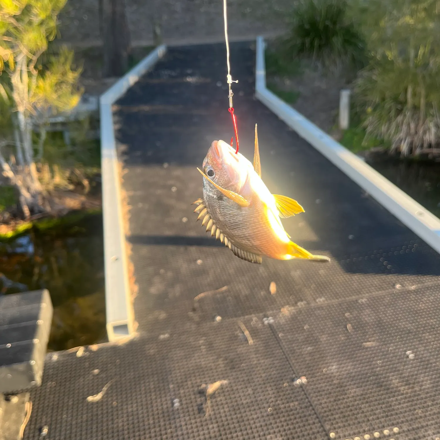 Surf bream caught on Fishbrain