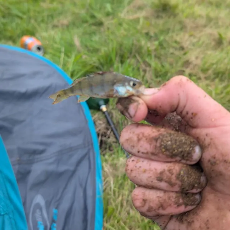 European perch caught on Fishbrain