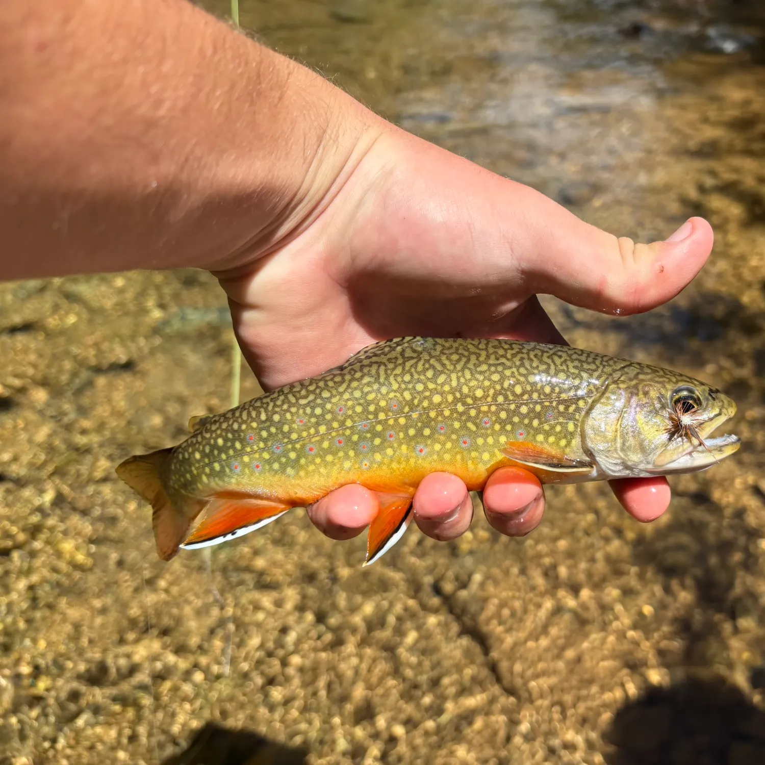 Brook trout caught on Fishbrain
