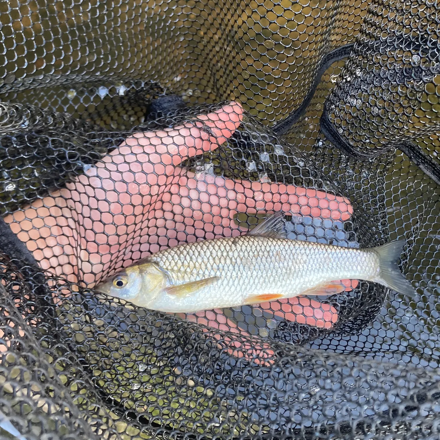 European chub caught on Fishbrain
