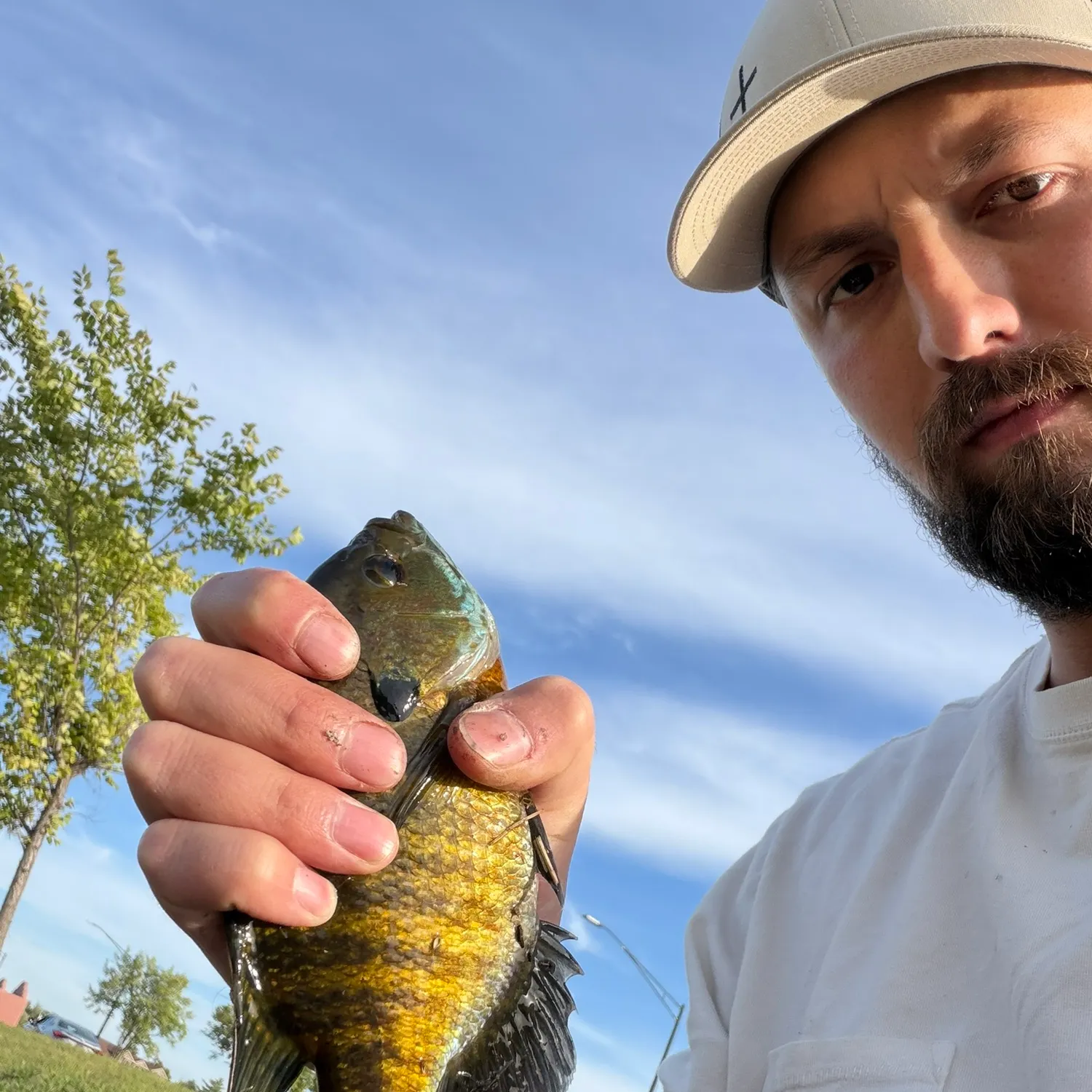 Bluegill caught on Fishbrain