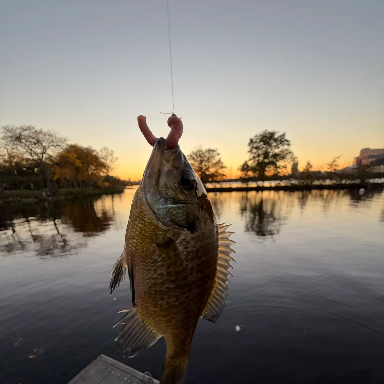 Bluegill caught on Fishbrain