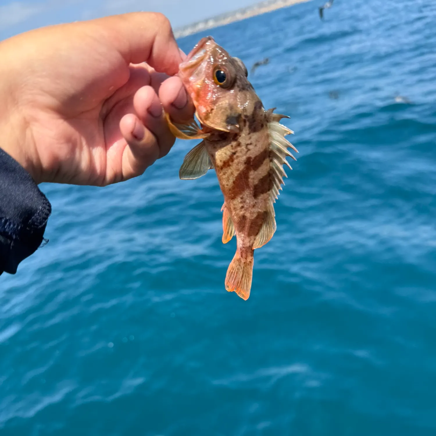 The most recent Calico rockfish catches on Fishbrain