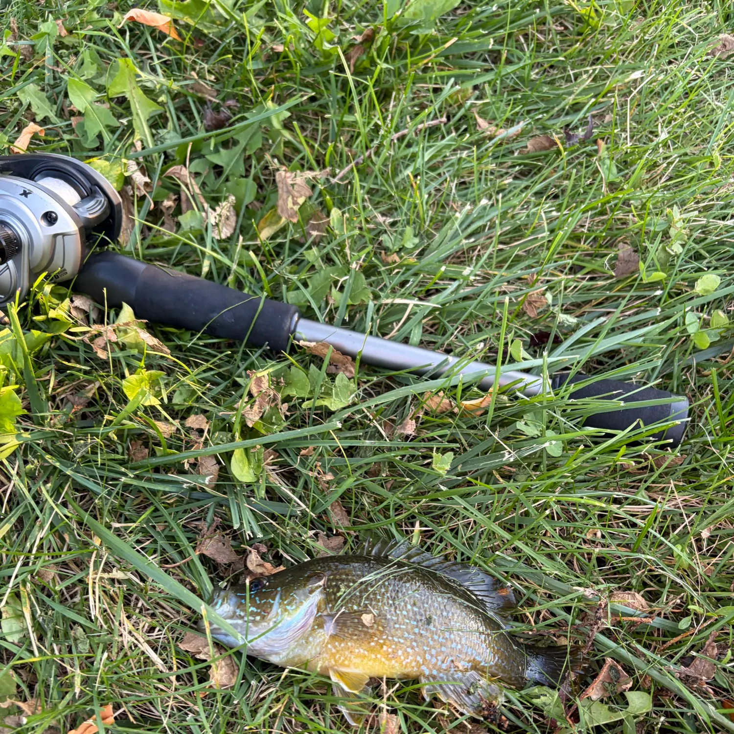 Green sunfish caught on Fishbrain