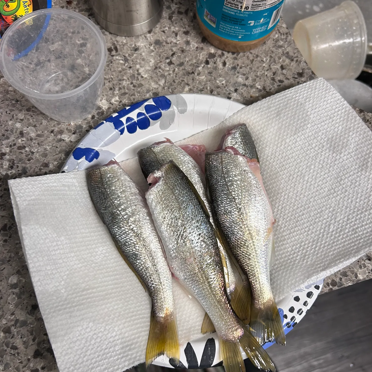 White croaker caught on Fishbrain