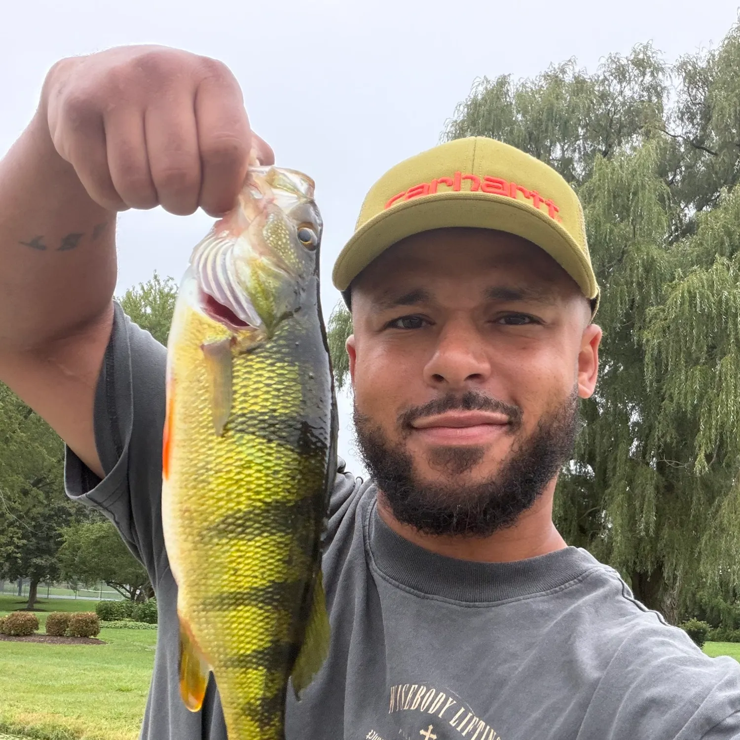 Yellow perch caught on Fishbrain