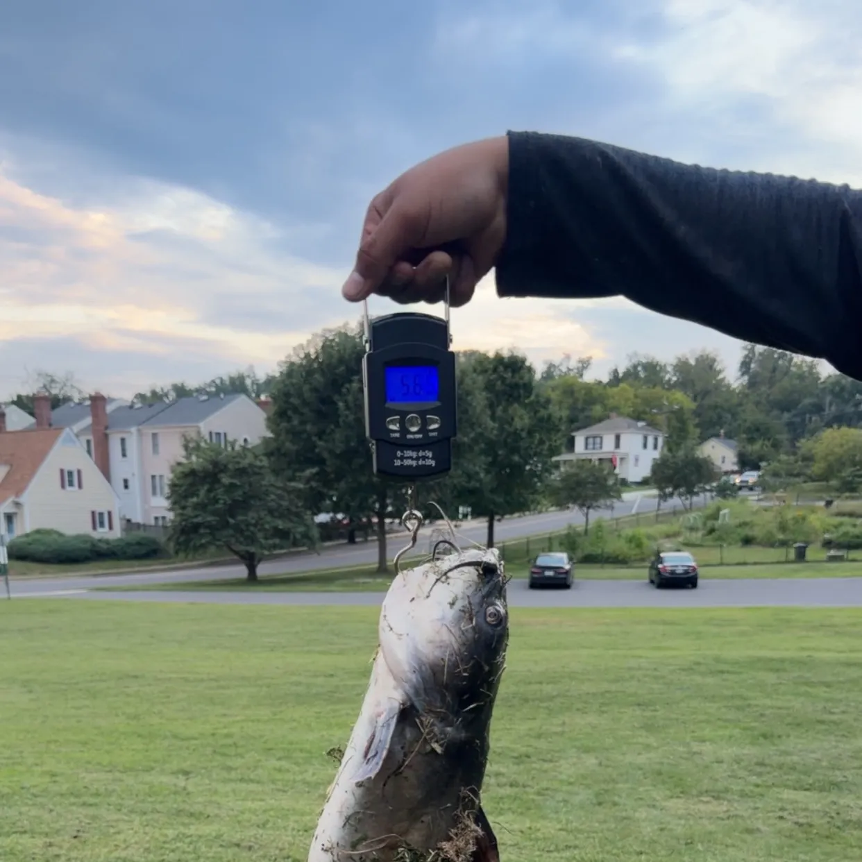 Channel catfish caught on Fishbrain