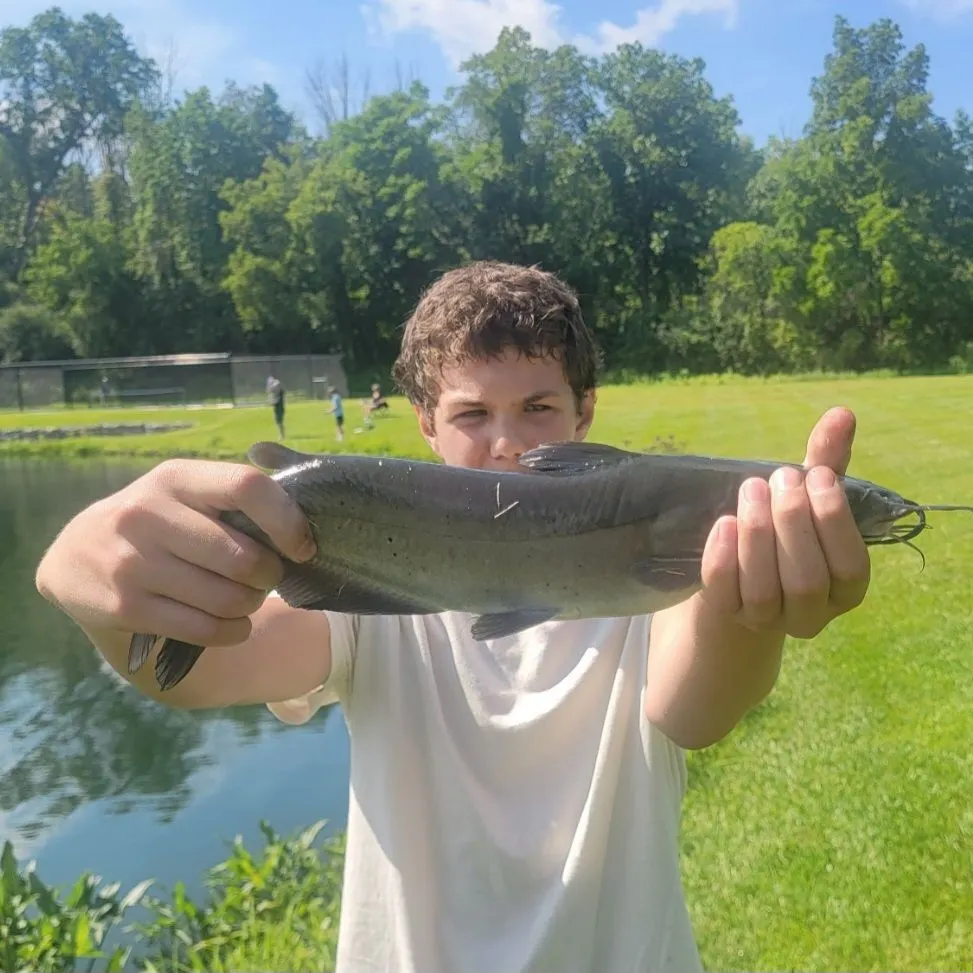Channel catfish caught on Fishbrain