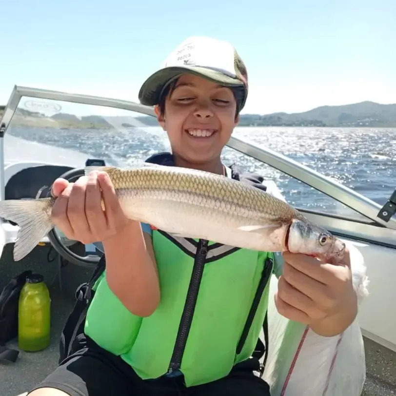The most recent Argentinian silverside catches on Fishbrain