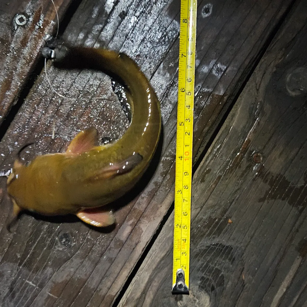 Yellow bullhead caught on Fishbrain