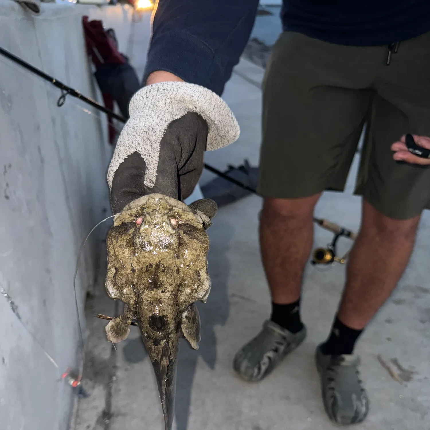 The most recent Oyster toadfish catches on Fishbrain