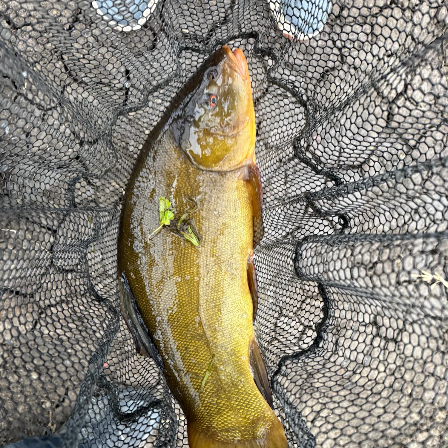 Tench caught on Fishbrain