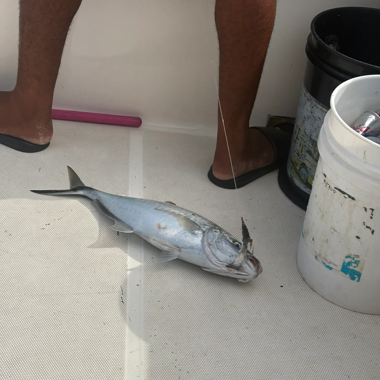 The most recent Blackfin tuna catches on Fishbrain