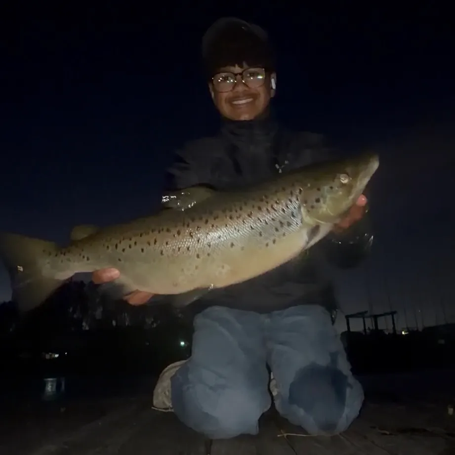 Landlocked atlantic salmon caught on Fishbrain