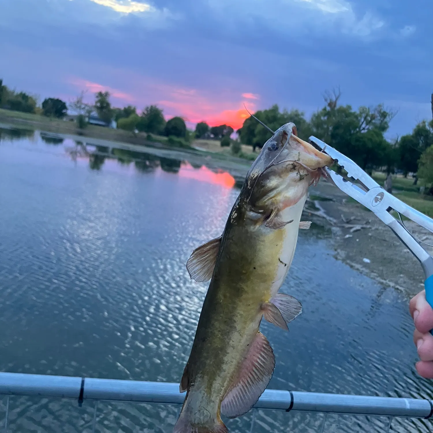 Yellow bullhead caught on Fishbrain