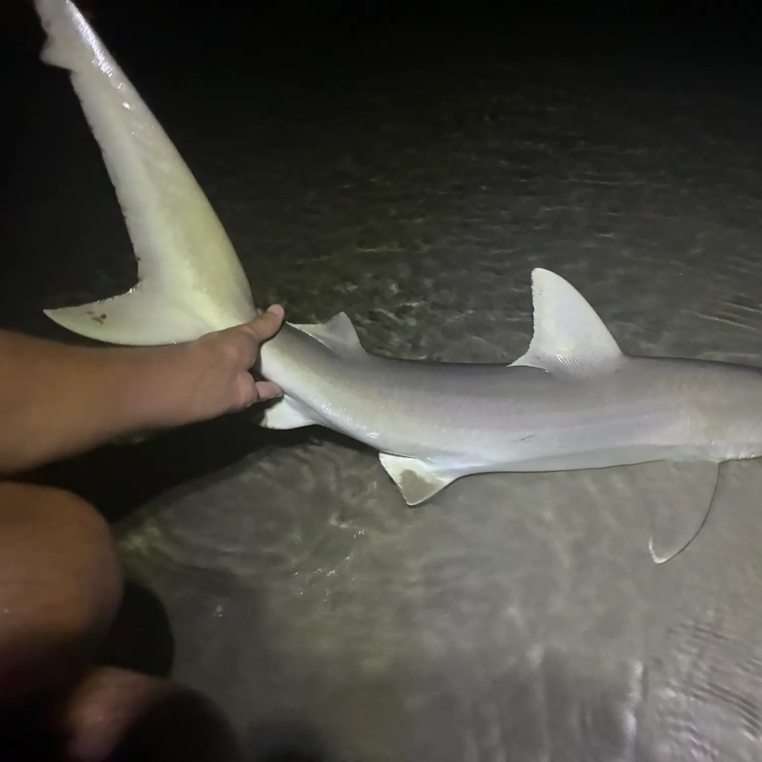 The most recent Blacknose shark catches on Fishbrain
