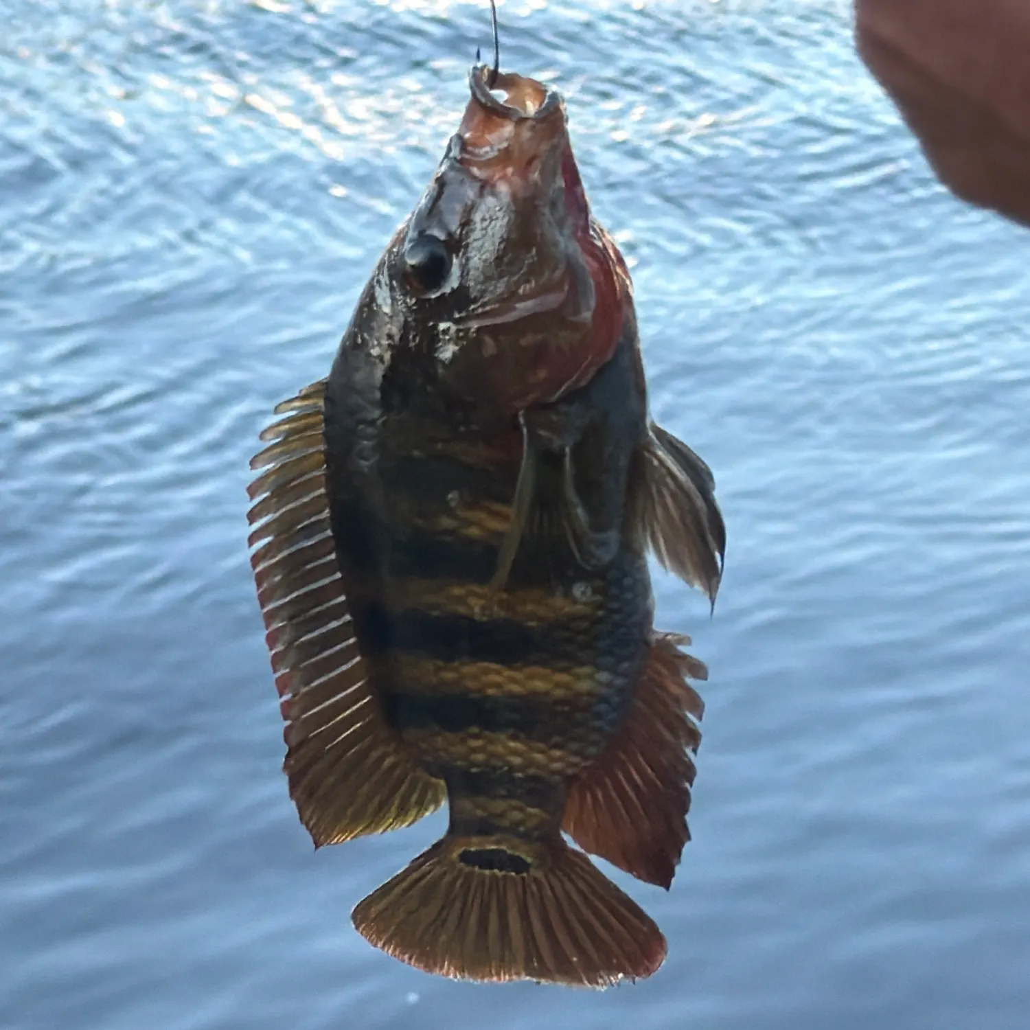 Mangrove snapper caught on Fishbrain