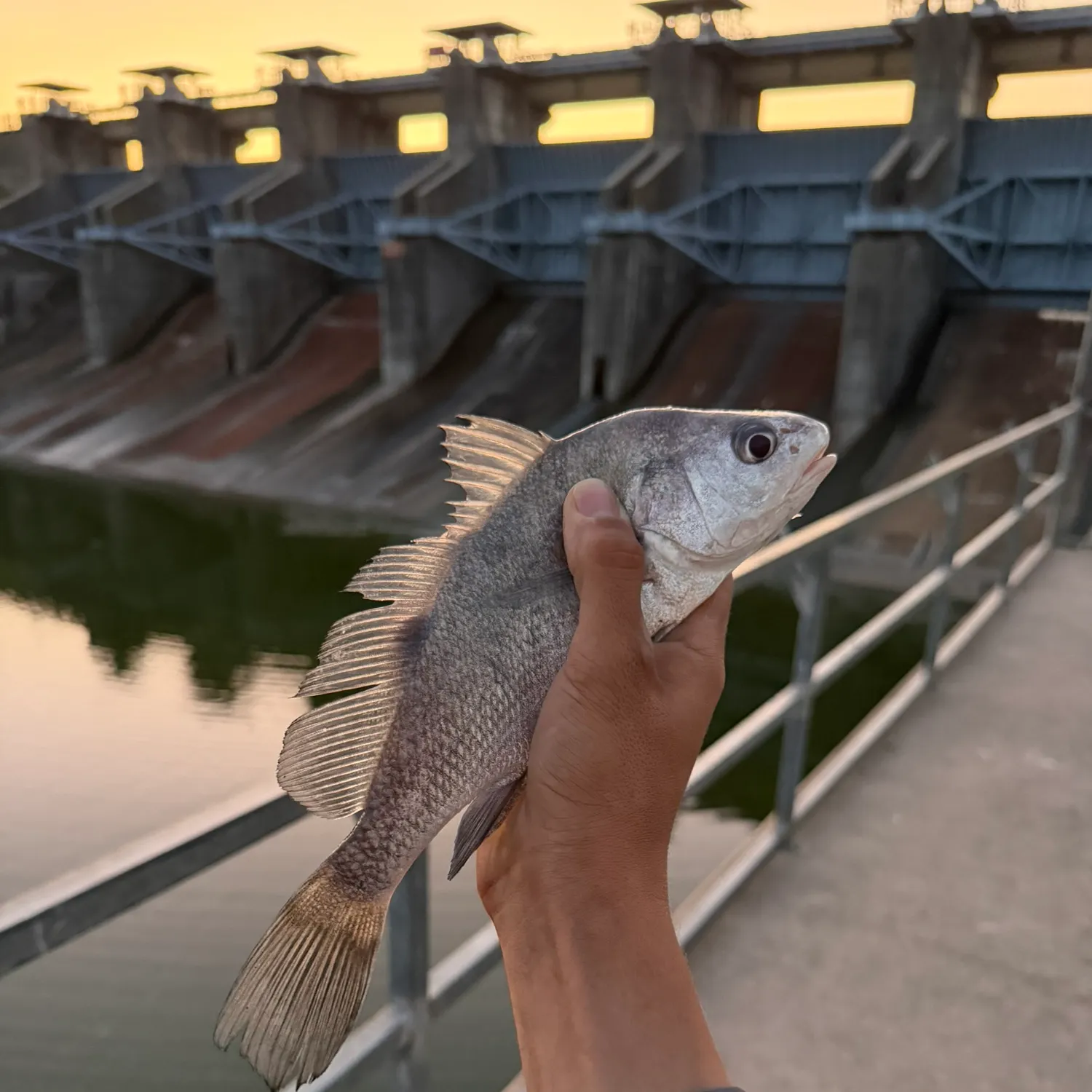 Freshwater drum caught on Fishbrain