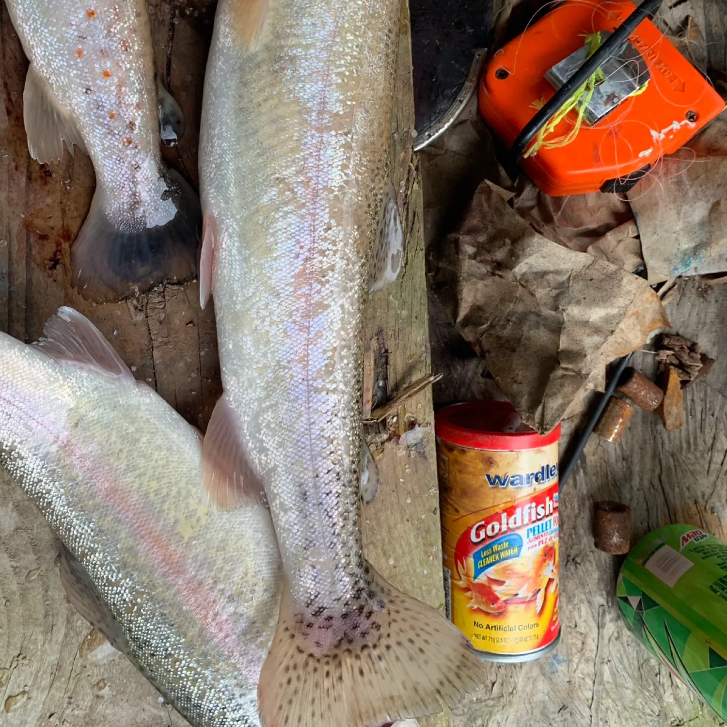 recently logged catches