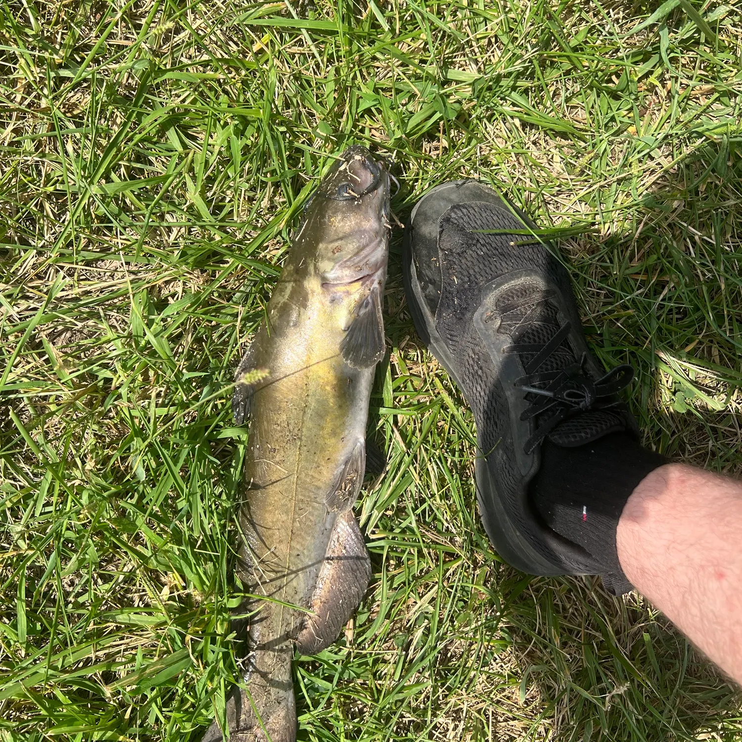 Channel catfish caught on Fishbrain